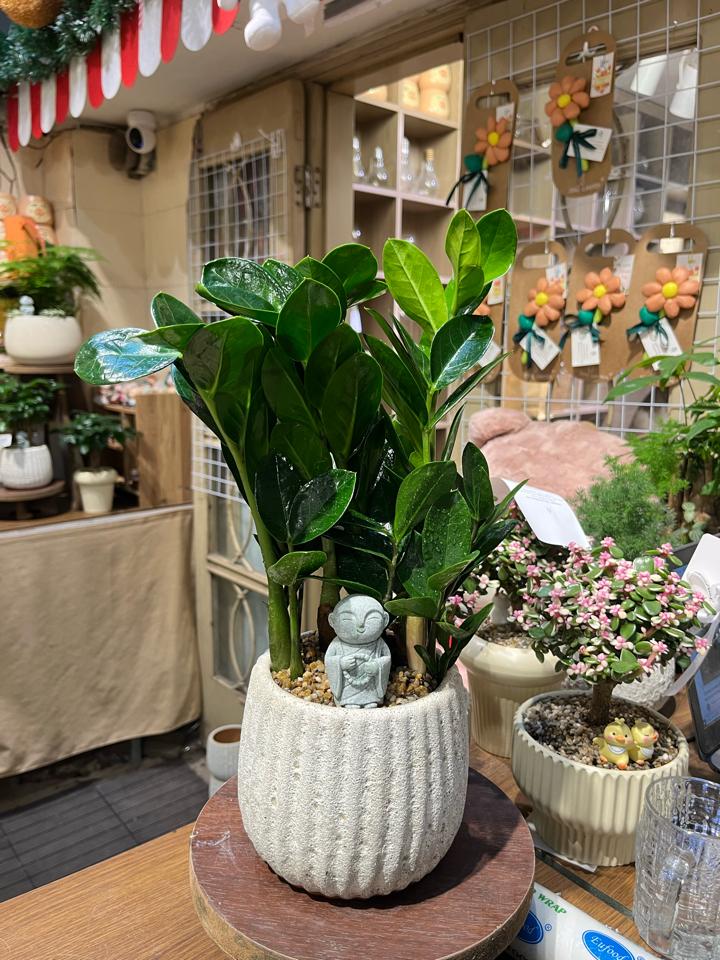 Kim tiền Atlantic bí ngô M 13cm -duoc-ban-tai-Zerõ Garden - Sống Xanh Sống An Lành