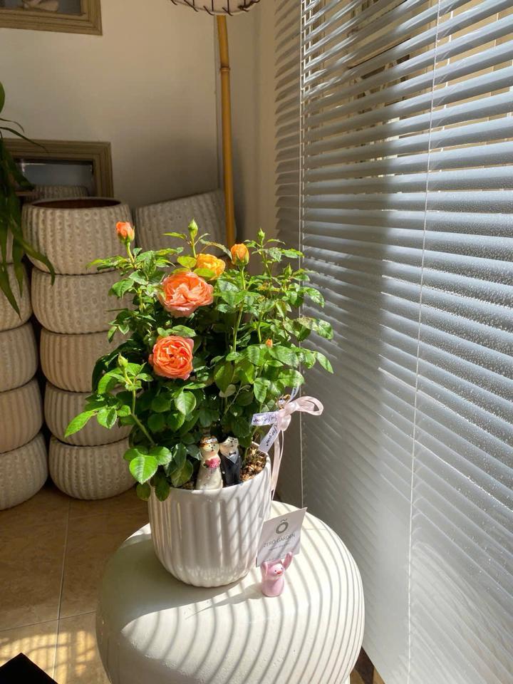 Hồng Gift-duoc-ban-tai-Zerõ Garden - Sống Xanh Sống An Lành