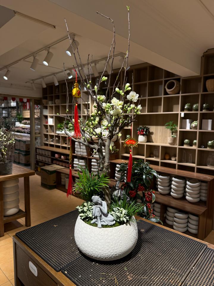 Nhất Chi Mai Bạch Khai Tuế S-duoc-ban-tai-Zerõ Garden - Sống Xanh Sống An Lành