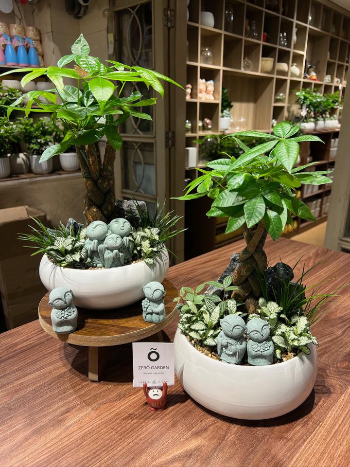 TC Kim ngân xoắn Mochi size L-duoc-ban-tai-Zerõ Garden - Sống Xanh Sống An Lành