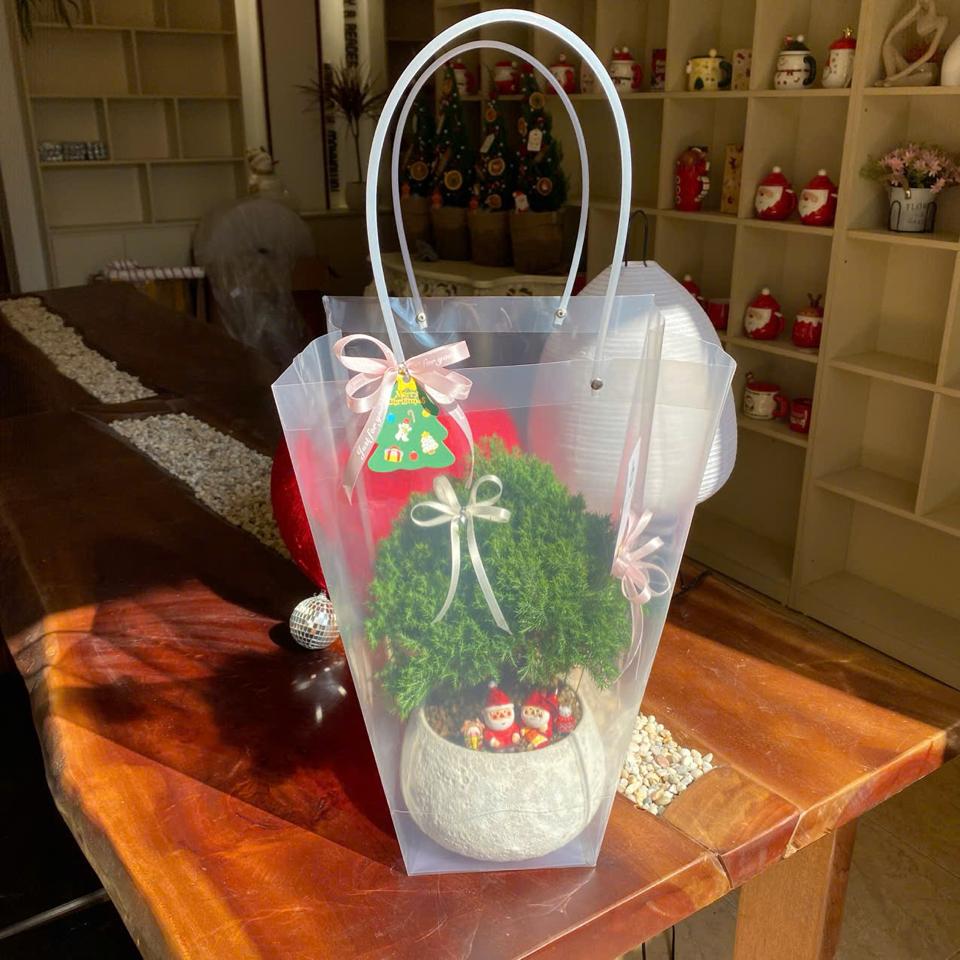 Tùng bồng lai Atlantic hạt dẻ-duoc-ban-tai-Zerõ Garden - Sống Xanh Sống An Lành