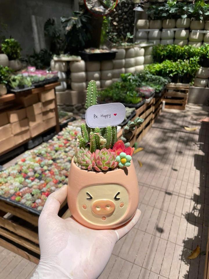 Sen đá Heo hồng-duoc-ban-tai-Zerõ Garden - Sống Xanh Sống An Lành
