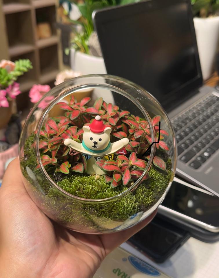 Terrarium Cẩm nhung tròn 12cm-duoc-ban-tai-Zerõ Garden - Sống Xanh Sống An Lành
