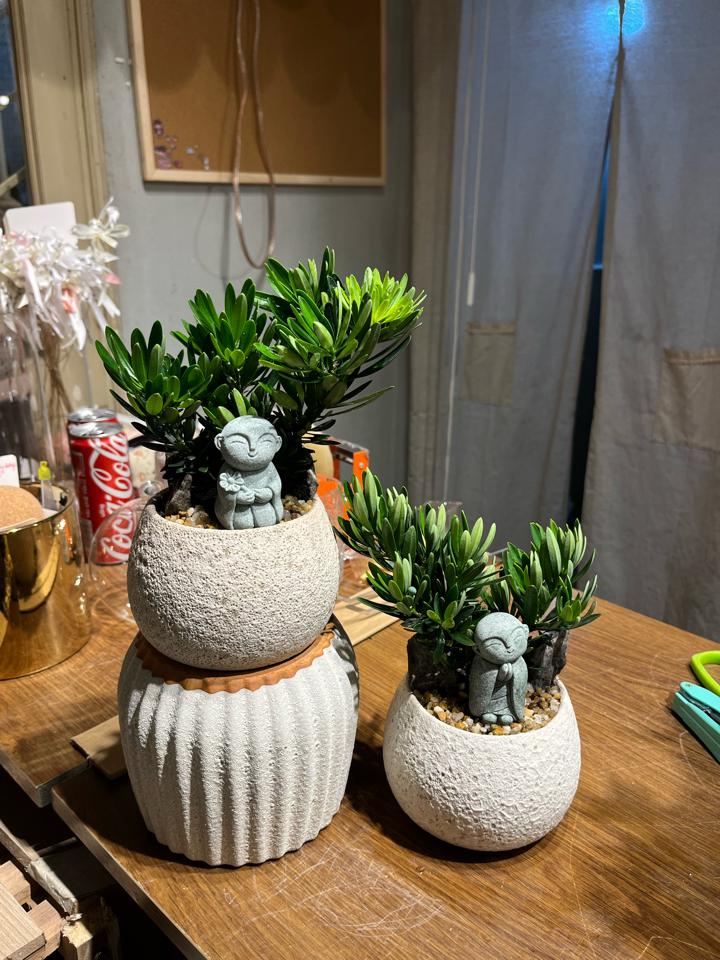 Tùng la hán Atlantic hạt dẻ 8cm-duoc-ban-tai-Zerõ Garden - Sống Xanh Sống An Lành