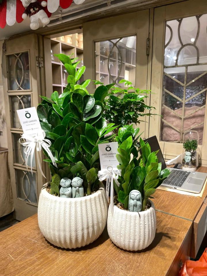 Kim tiền Atlantic bí ngô L 17cm-duoc-ban-tai-Zerõ Garden - Sống Xanh Sống An Lành