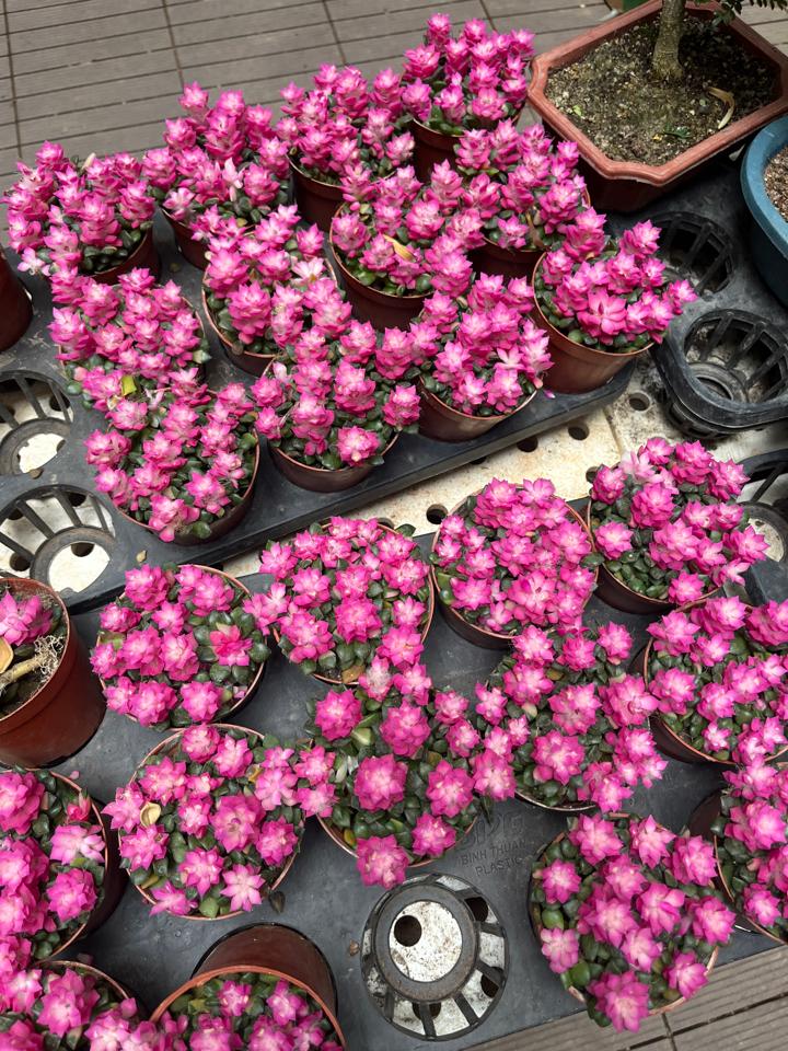 Hồng sao-duoc-ban-tai-Zerõ Garden - Sống Xanh Sống An Lành