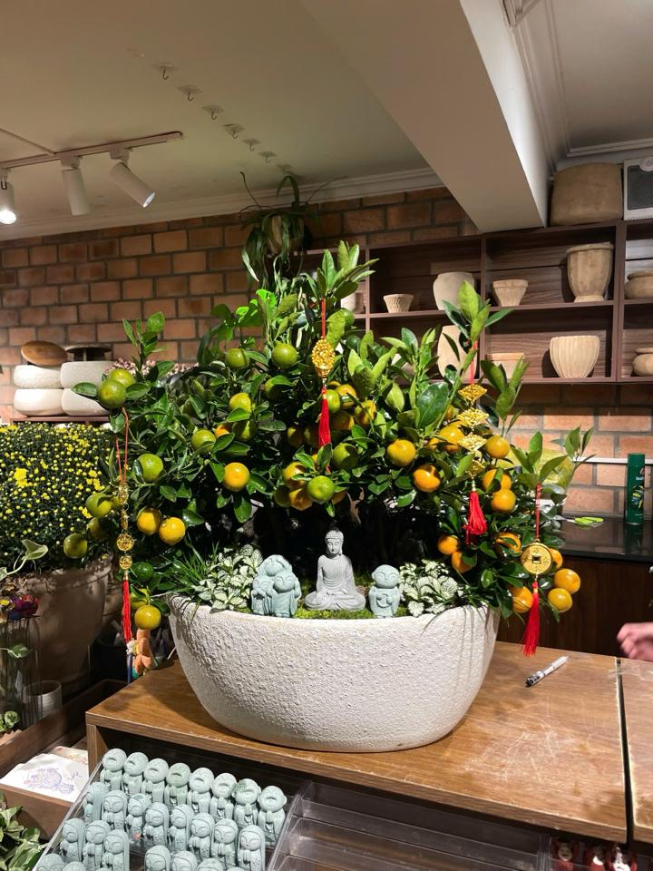 Kim Quất Khai Mã Phú Quý An Xuân-duoc-ban-tai-Zerõ Garden - Sống Xanh Sống An Lành