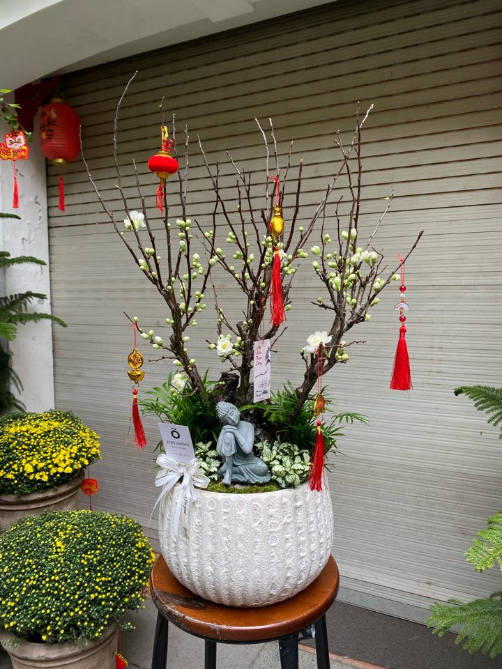 Nhất Chi Mai Bạch Khai Tuế M-duoc-ban-tai-Zerõ Garden - Sống Xanh Sống An Lành