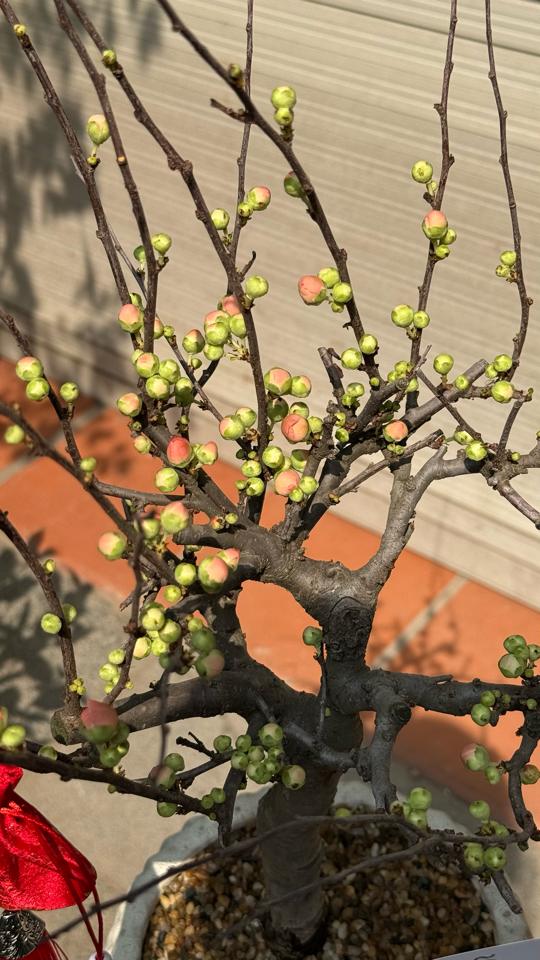 Hồng mai Atlantic bí ngô 2-duoc-ban-tai-Zerõ Garden - Sống Xanh Sống An Lành