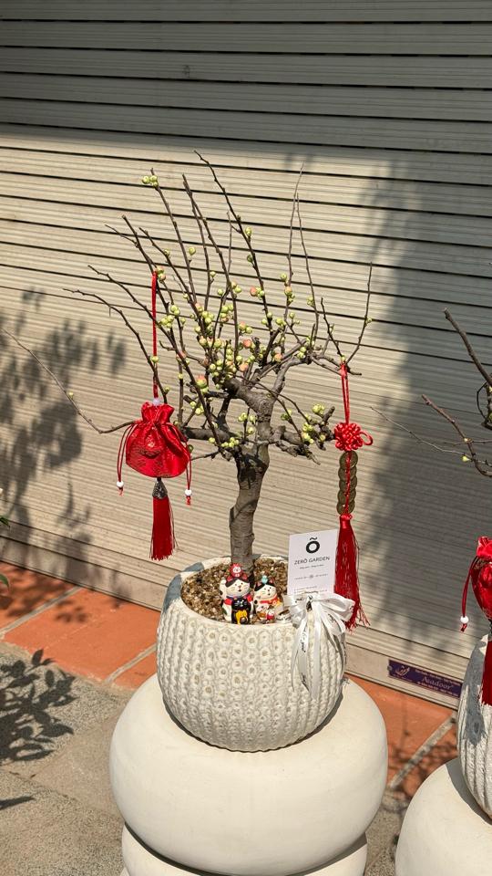 Hồng mai Atlantic bí ngô 2-duoc-ban-tai-Zerõ Garden - Sống Xanh Sống An Lành