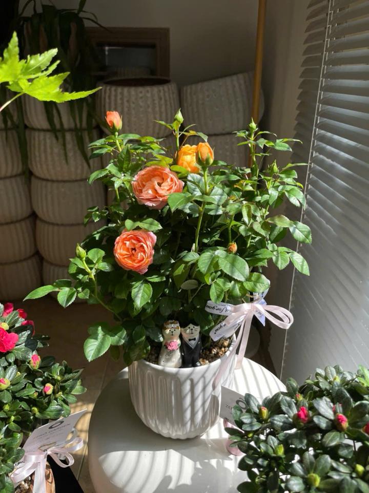 Hồng Gift-duoc-ban-tai-Zerõ Garden - Sống Xanh Sống An Lành
