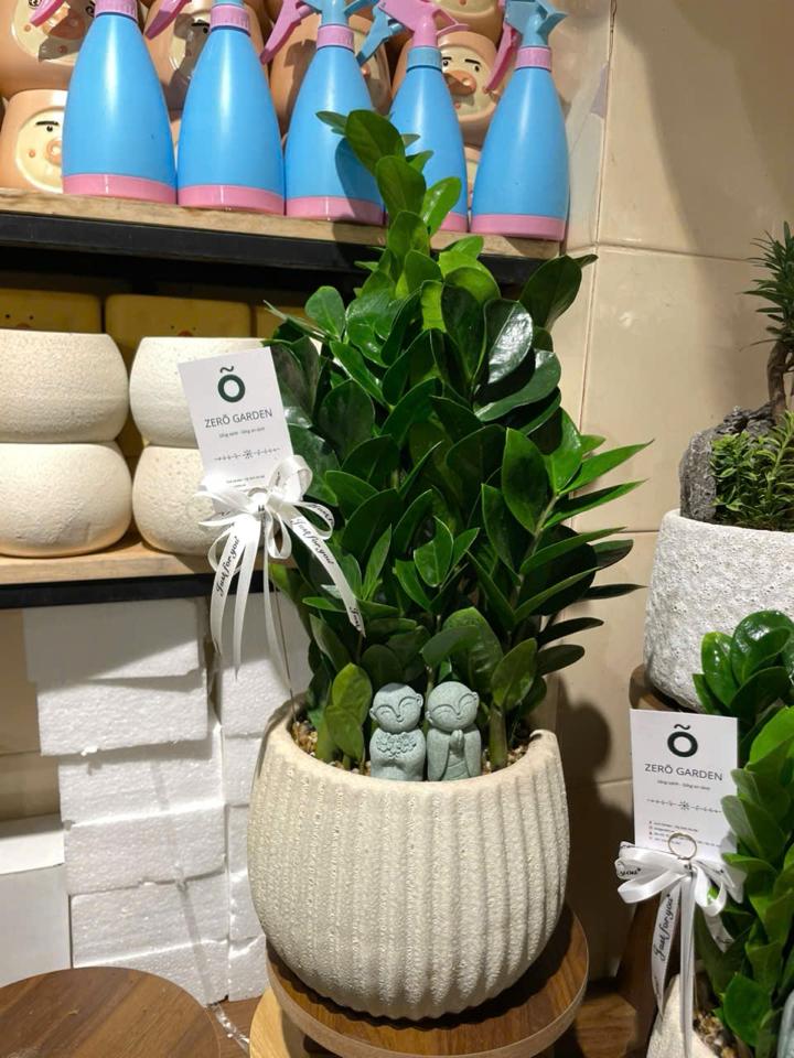 Kim tiền Atlantic bí ngô L 17cm-duoc-ban-tai-Zerõ Garden - Sống Xanh Sống An Lành
