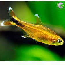 cá nana-duoc-ban-tai-QUYỀN CHU AQUARIUM