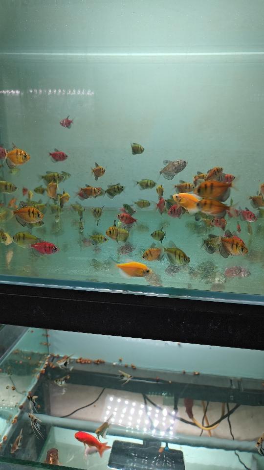 Cá cánh buồm-duoc-ban-tai-QUYỀN CHU AQUARIUM
