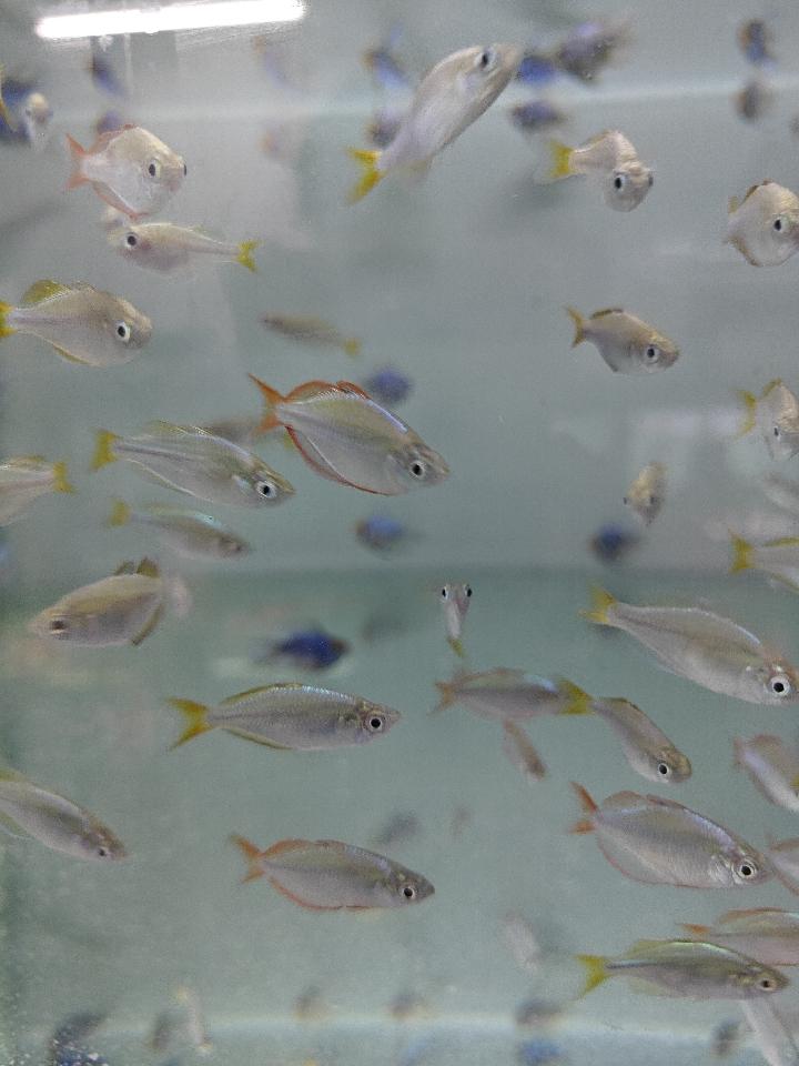 Cá cầu vồng việt full trống-duoc-ban-tai-QUYỀN CHU AQUARIUM