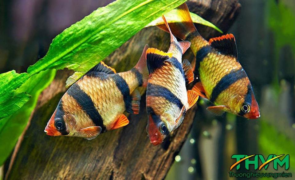 Cá xecan sọc-duoc-ban-tai-QUYỀN CHU AQUARIUM
