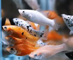 cá trân châu cối-duoc-ban-tai-QUYỀN CHU AQUARIUM