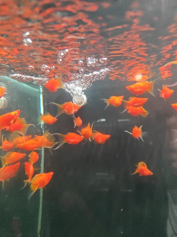 Cá molly short vàng - đen-duoc-ban-tai-QUYỀN CHU AQUARIUM