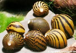 Ốc nerita-duoc-ban-tai-QUYỀN CHU AQUARIUM