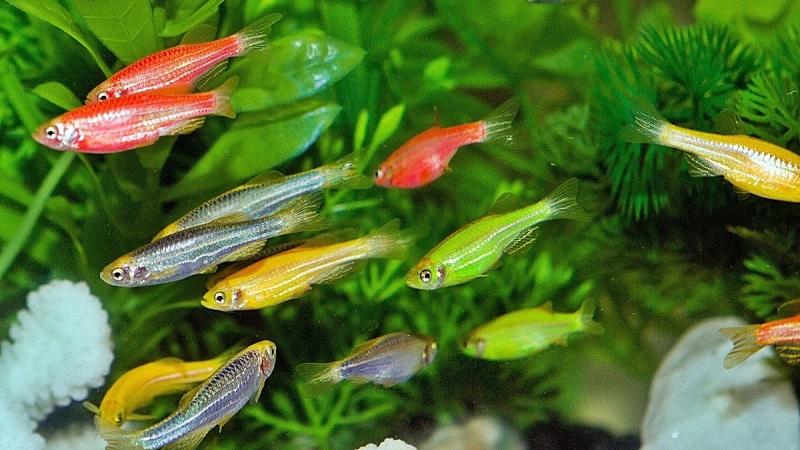Cá sọc ngựa-duoc-ban-tai-QUYỀN CHU AQUARIUM