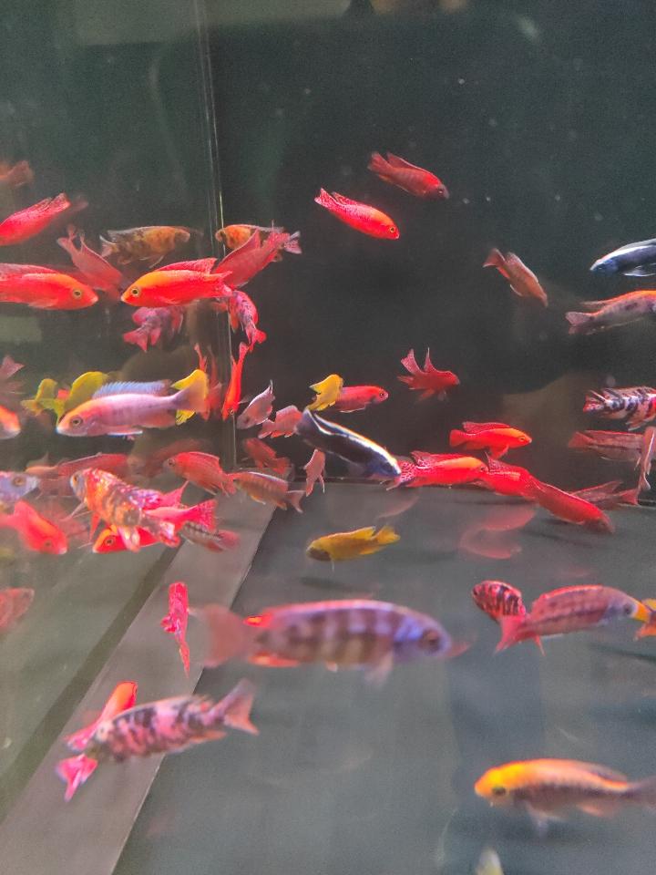 Cá Ali thái -duoc-ban-tai-QUYỀN CHU AQUARIUM