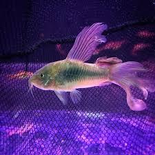 cá chuột cafe vây dài-duoc-ban-tai-QUYỀN CHU AQUARIUM