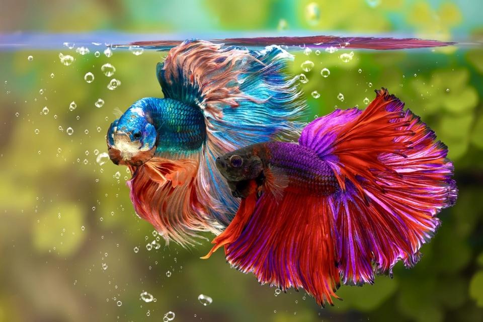Cá betta hm-duoc-ban-tai-QUYỀN CHU AQUARIUM