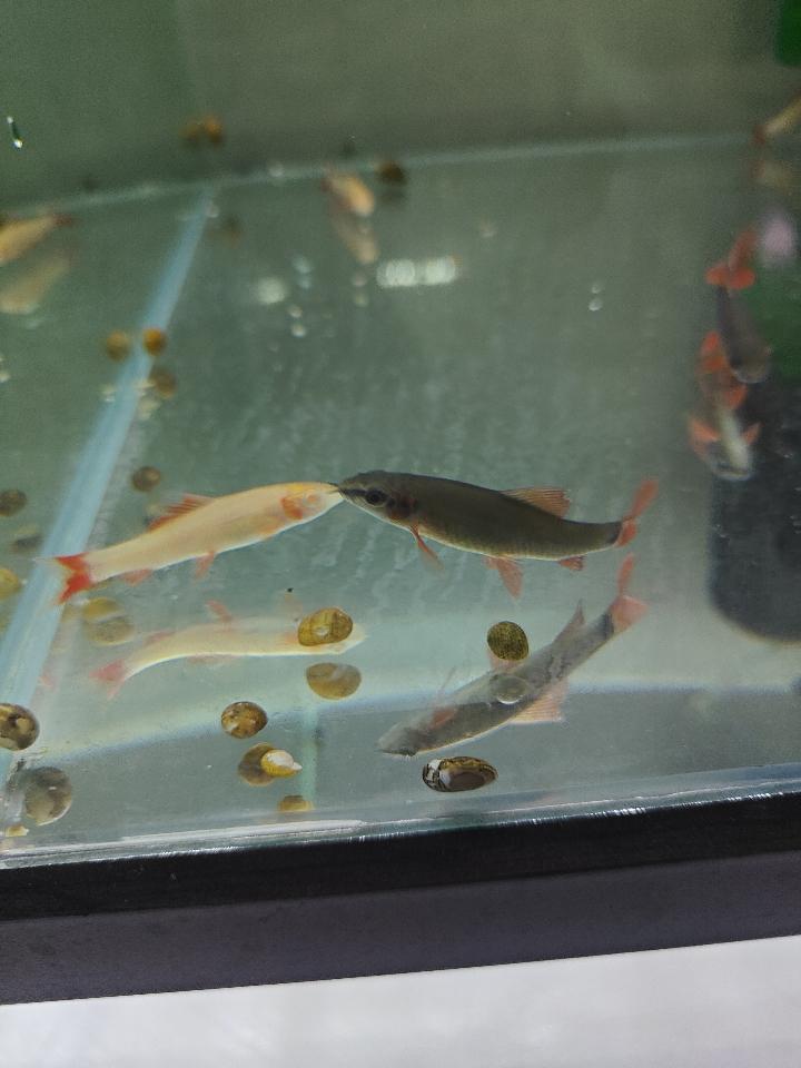 Cá chuột thái-duoc-ban-tai-QUYỀN CHU AQUARIUM