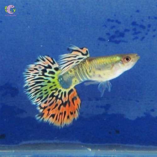 Cá 7 mau đuôi dỏ-duoc-ban-tai-QUYỀN CHU AQUARIUM