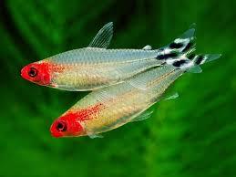 Cá sóc đầu đỏ-duoc-ban-tai-QUYỀN CHU AQUARIUM