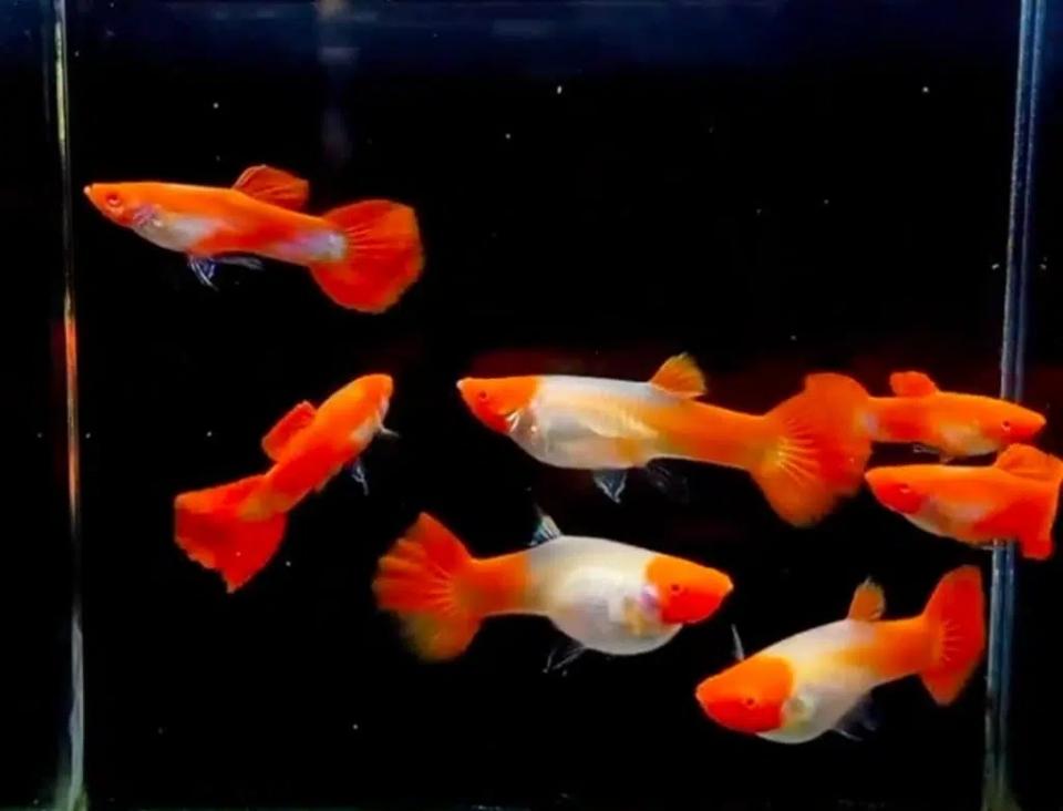 Cá 7 màu koi-duoc-ban-tai-QUYỀN CHU AQUARIUM