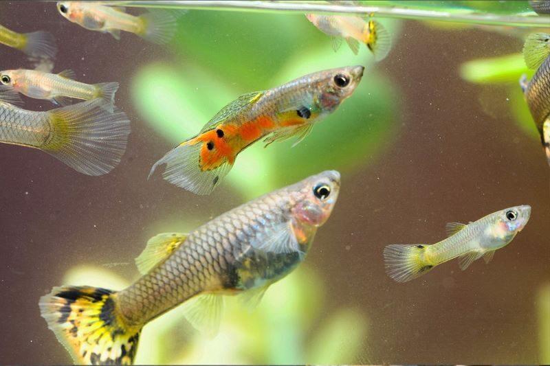 Cá 7 màu thủy sinh-duoc-ban-tai-QUYỀN CHU AQUARIUM