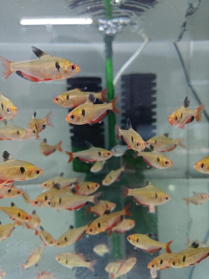 Cá Hồng nhung-duoc-ban-tai-QUYỀN CHU AQUARIUM
