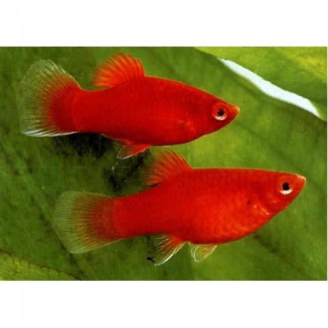 cá mún muối tiêu-duoc-ban-tai-QUYỀN CHU AQUARIUM