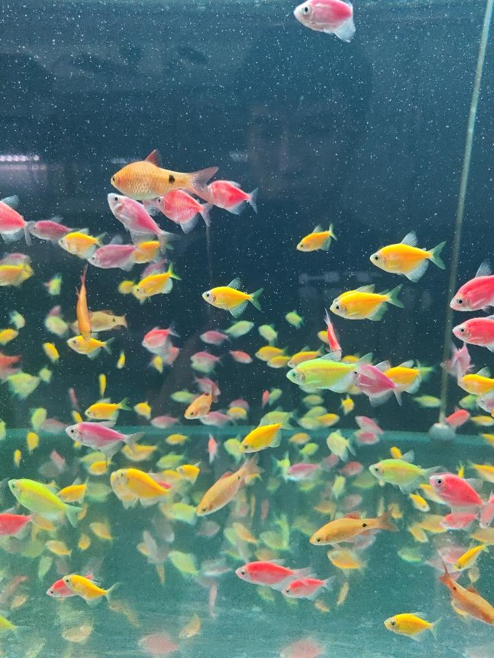 Cá cánh buồm táo-duoc-ban-tai-QUYỀN CHU AQUARIUM