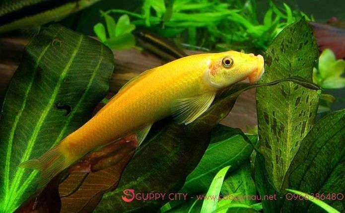 cá Bống vàng nhỏ-duoc-ban-tai-QUYỀN CHU AQUARIUM