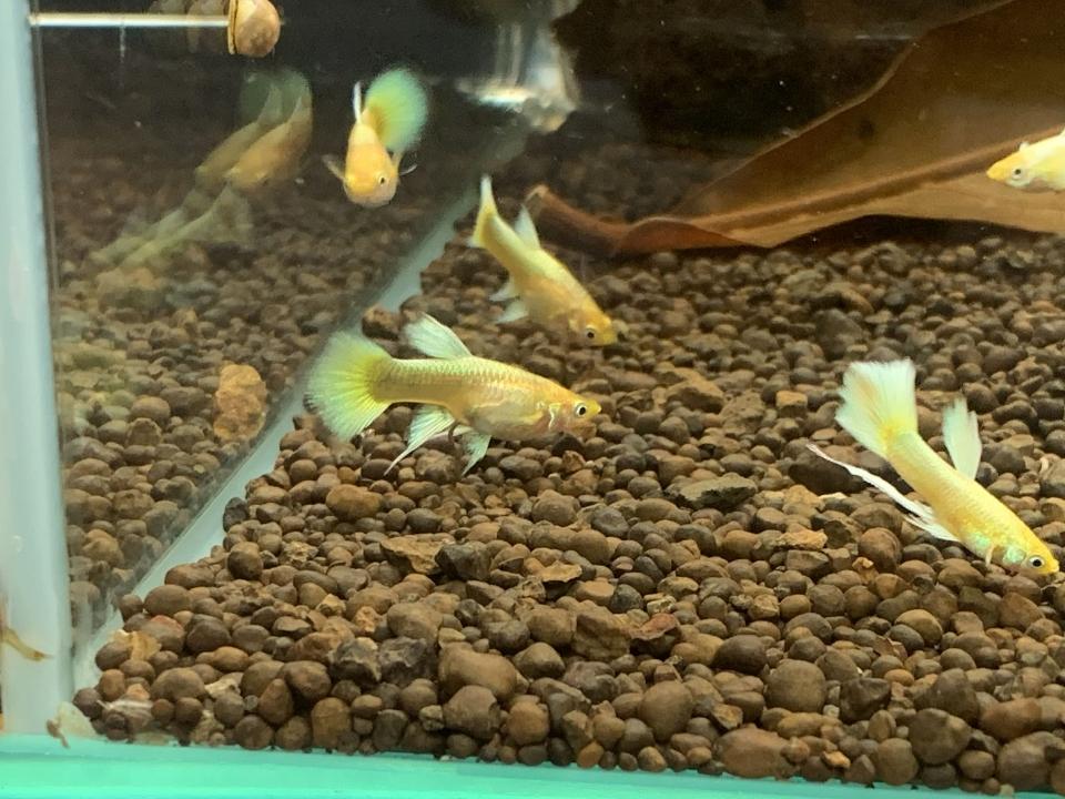 Cá 7 màu god-duoc-ban-tai-QUYỀN CHU AQUARIUM