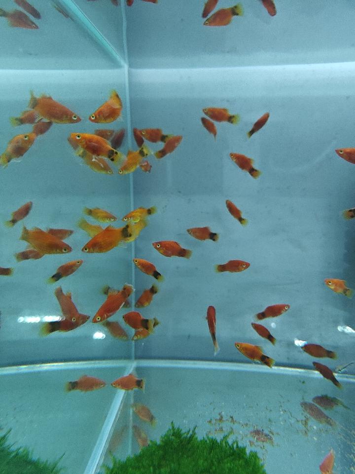 Cá mún đỏ-duoc-ban-tai-QUYỀN CHU AQUARIUM