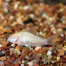 cá chuột trắng thường-duoc-ban-tai-QUYỀN CHU AQUARIUM
