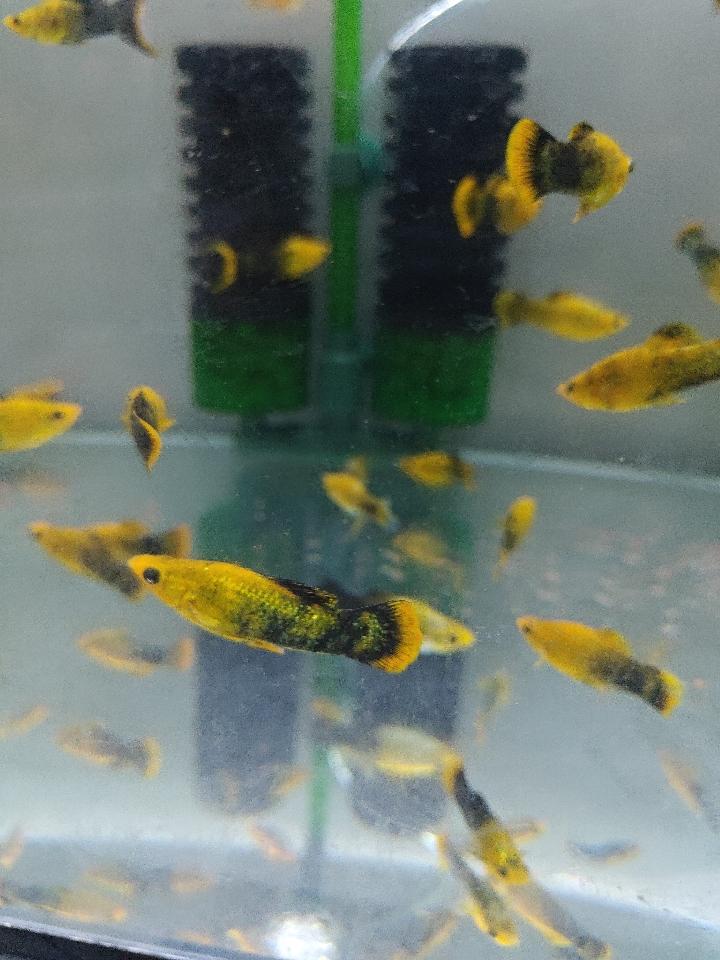 cá molly-duoc-ban-tai-QUYỀN CHU AQUARIUM