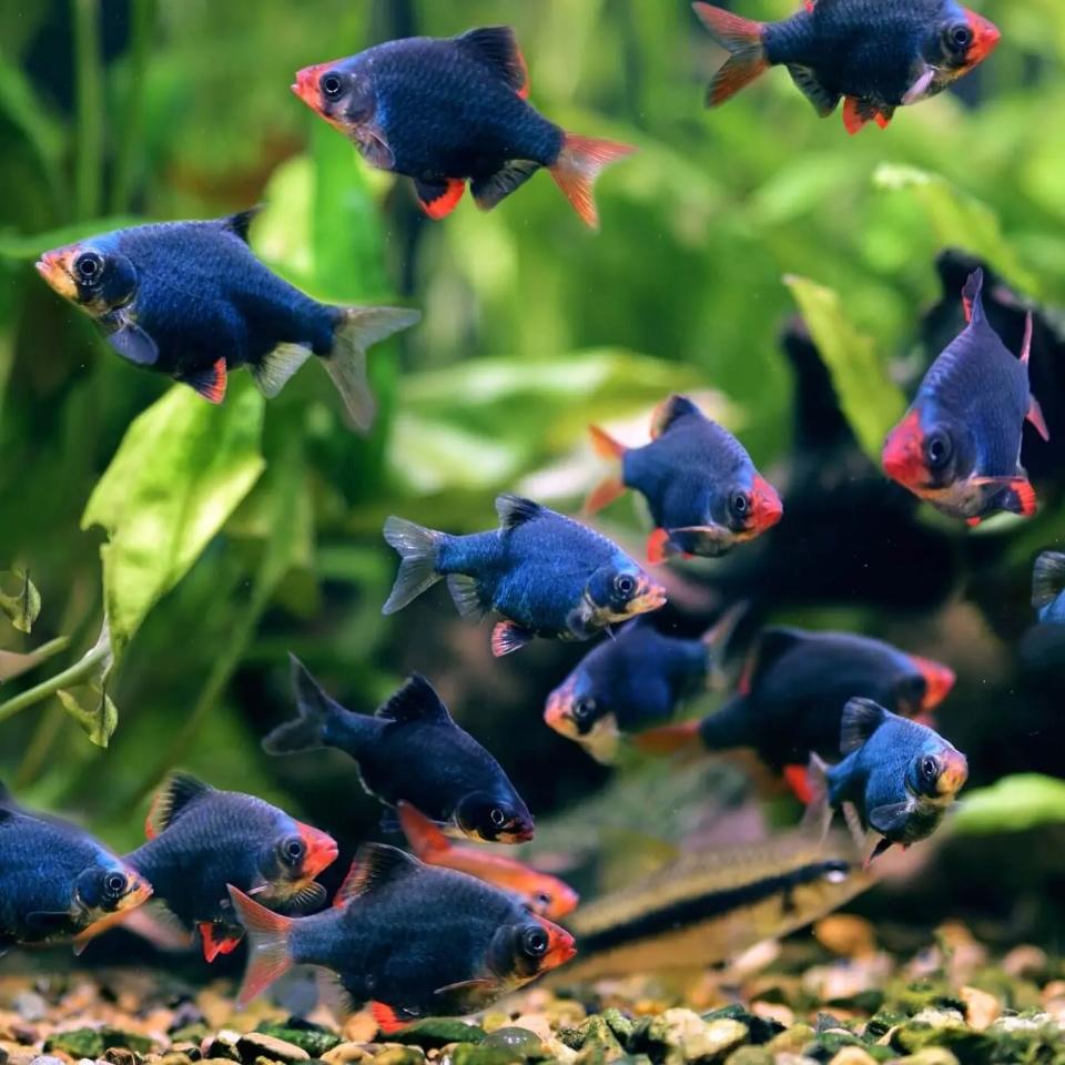 Cá xecan xanh -duoc-ban-tai-QUYỀN CHU AQUARIUM