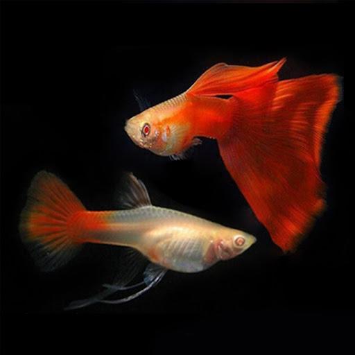 Cá 7 màu full red-duoc-ban-tai-QUYỀN CHU AQUARIUM