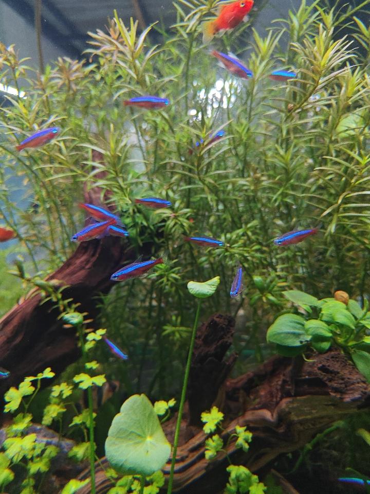 Cá neon vua-duoc-ban-tai-QUYỀN CHU AQUARIUM