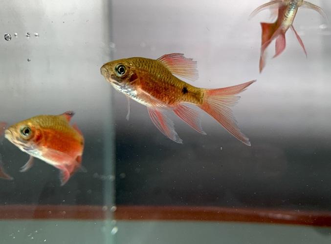 Cá quế vây dài-duoc-ban-tai-QUYỀN CHU AQUARIUM