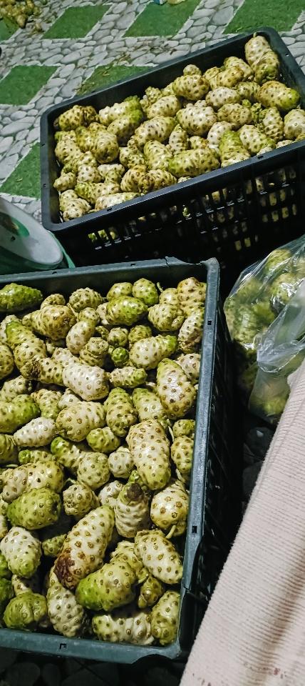 Nhàu Tươi-duoc-ban-tai-MỘC THẠCH QUÁN