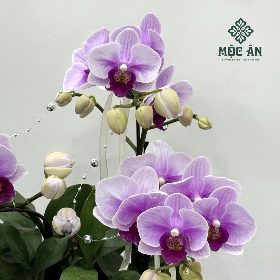 Chậu Lan Cánh Tiên Tím Bọc Voan-duoc-ban-tai-HOA LỄ MỘC ÂN