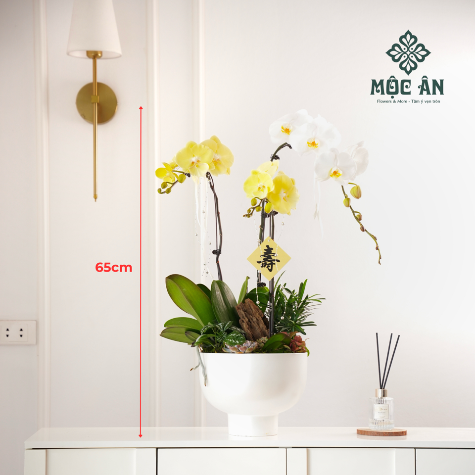 Chậu Lan Hồ Điệp Vàng Chén Tròn Mix Tiểu Cảnh-duoc-ban-tai-HOA LỄ MỘC ÂN