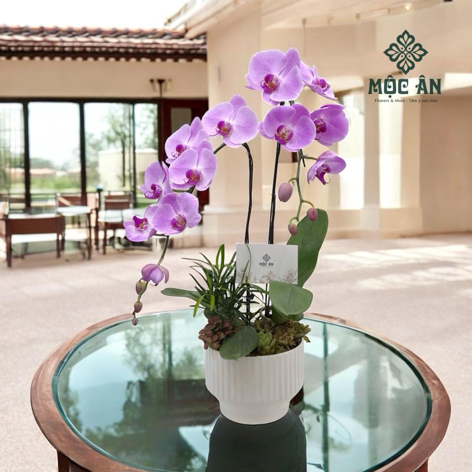 Chậu Hồng Ánh Tím Ngọc-duoc-ban-tai-0986463731