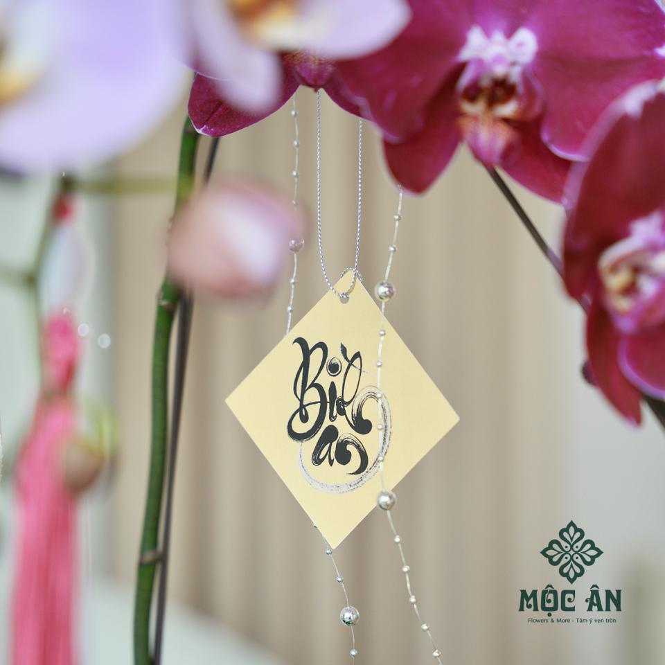 Chậu Lan Tím Hồng Vỏ Trai Mix Tiểu Cảnh-duoc-ban-tai-HOA LỄ MỘC ÂN