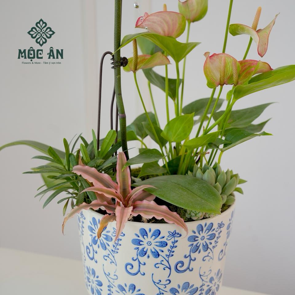 Chậu Lan Hồ Điệp Tím Men Xanh Mix Tiểu Cảnh-duoc-ban-tai-HOA LỄ MỘC ÂN